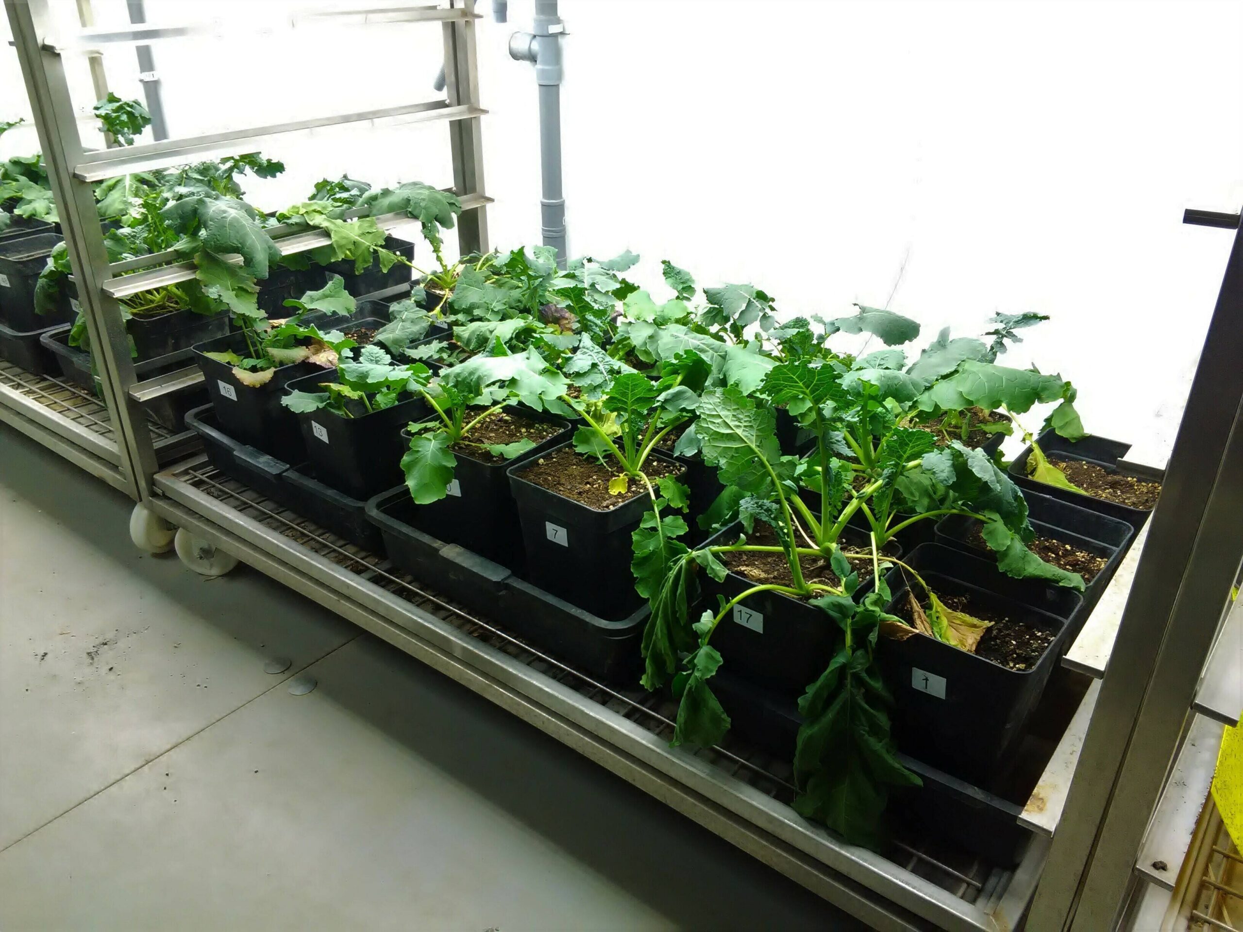 Recuperacioìn de suelos|Cardamine-concatenata-Brassicacaea